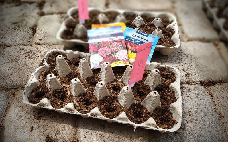 Grow Seeds Indoors With Kids - Save Money On Flowers | Frugal Fun Mom
