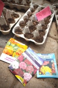 Grow Seeds Indoors With Kids | Frugal Fun Mom
